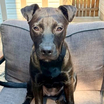 TEENY - Terrier, Pit Bull Mixed available for adoption