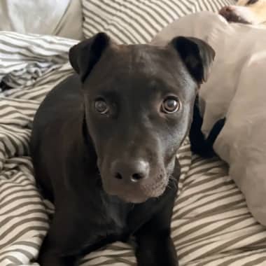TEENY - Terrier, Pit Bull Mixed available for adoption