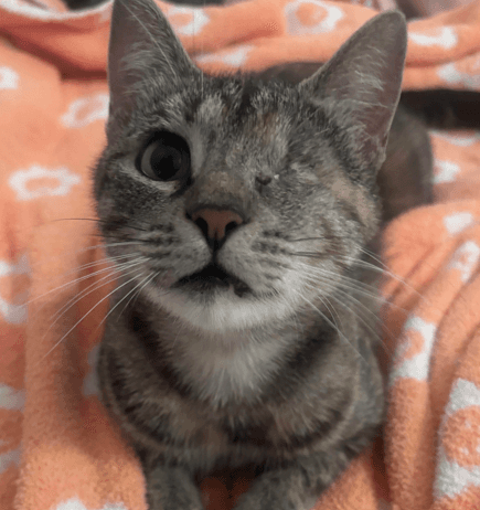 TIGR - Domestic Short Hair cat available for adoption at AARCS in Calgary (1 of 4)