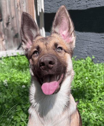 TILLY - Siberian Husky Mixed available for adoption