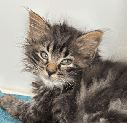 TIMMY - Domestic Long Hair cat available for adoption at AARCS in Calgary (1 of 2)