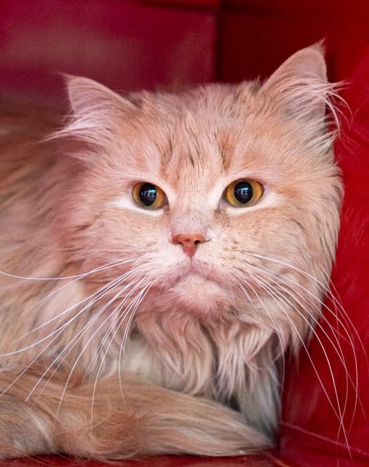 TOMMY - Domestic Long Hair cat available for adoption at AARCS in Calgary (1 of 6)