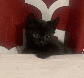 TOPAZ - Domestic Short Hair cat available for adoption at AARCS in Calgary