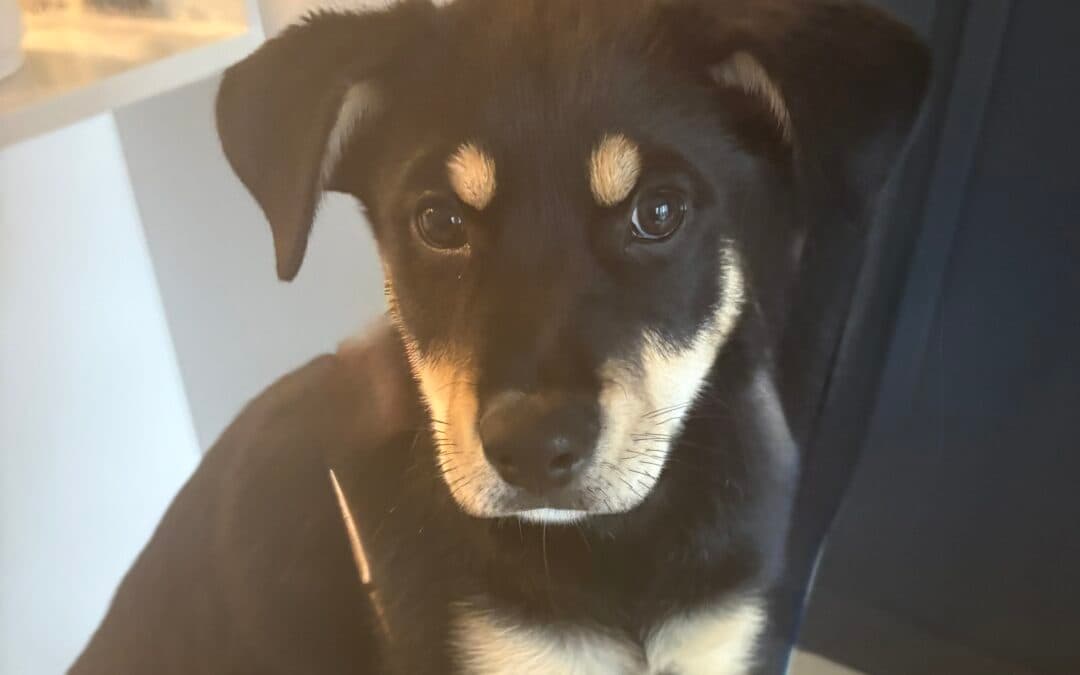 TOPH - Rottweiler Mixed available for adoption