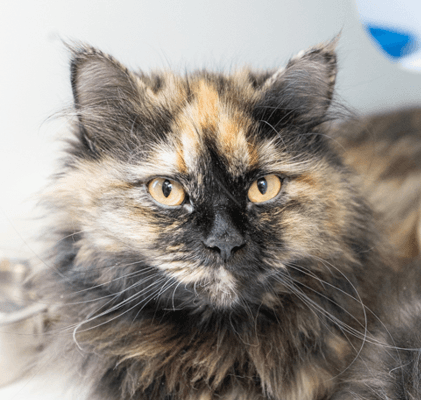 TRINA - Domestic Long Hair cat available for adoption in Calgary