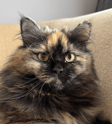 TRINA - Domestic Long Hair available for adoption