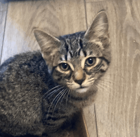 TRINITY - Domestic Short Hair available for adoption