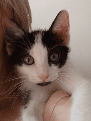 TUM TUM - Domestic Short Hair cat available for adoption at AARCS in Calgary (1 of 6)