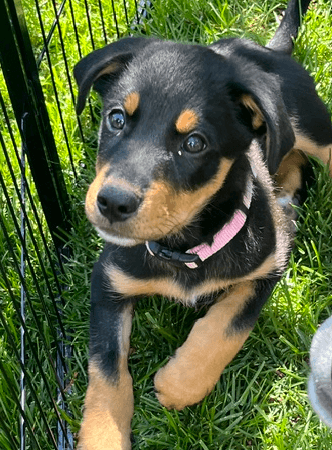 UNICORN - Border Collie Mixed available for adoption at AARCS in Calgary (1 of 6)