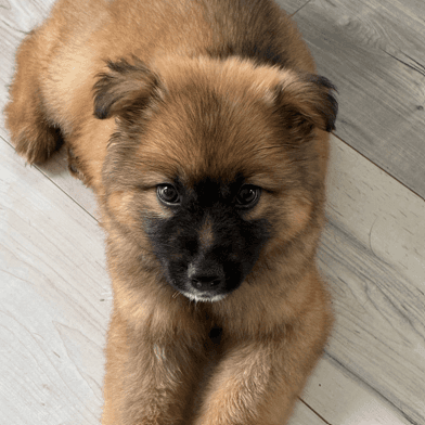 VINCE - German Shepherd Mixed available for adoption