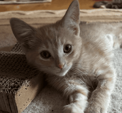 WEMBLEY - Domestic Short Hair available for adoption