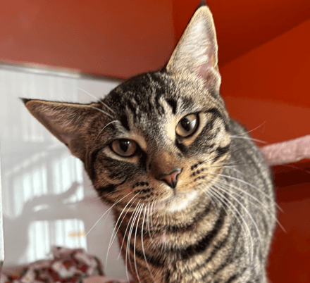 WHISKERS - Domestic Short Hair available for adoption