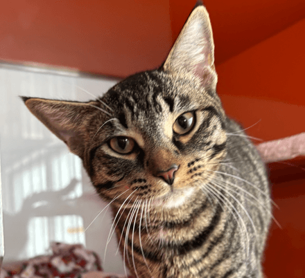WHISKERS - Domestic Short Hair cat available for adoption at AARCS in Calgary (1 of 6)