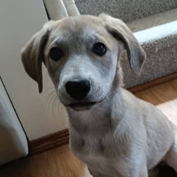 WILLOW - Retriever, Labrador Mixed available for adoption