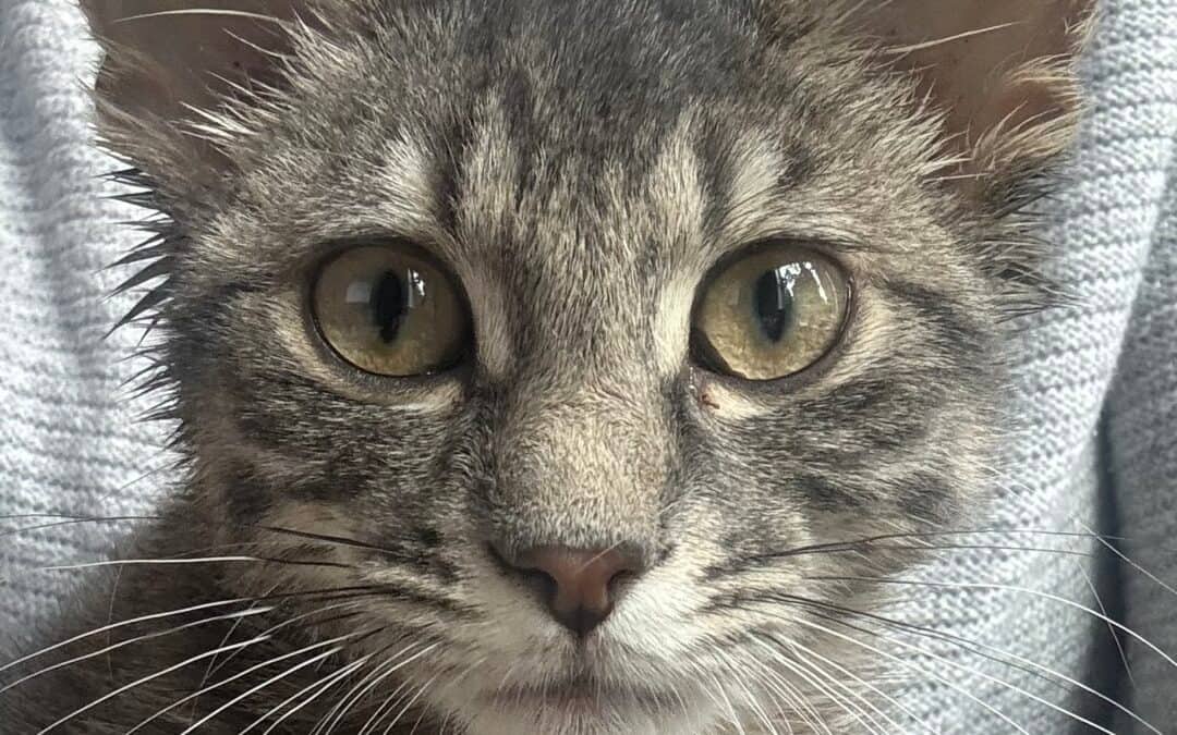 WILLY - Domestic Short Hair available for adoption