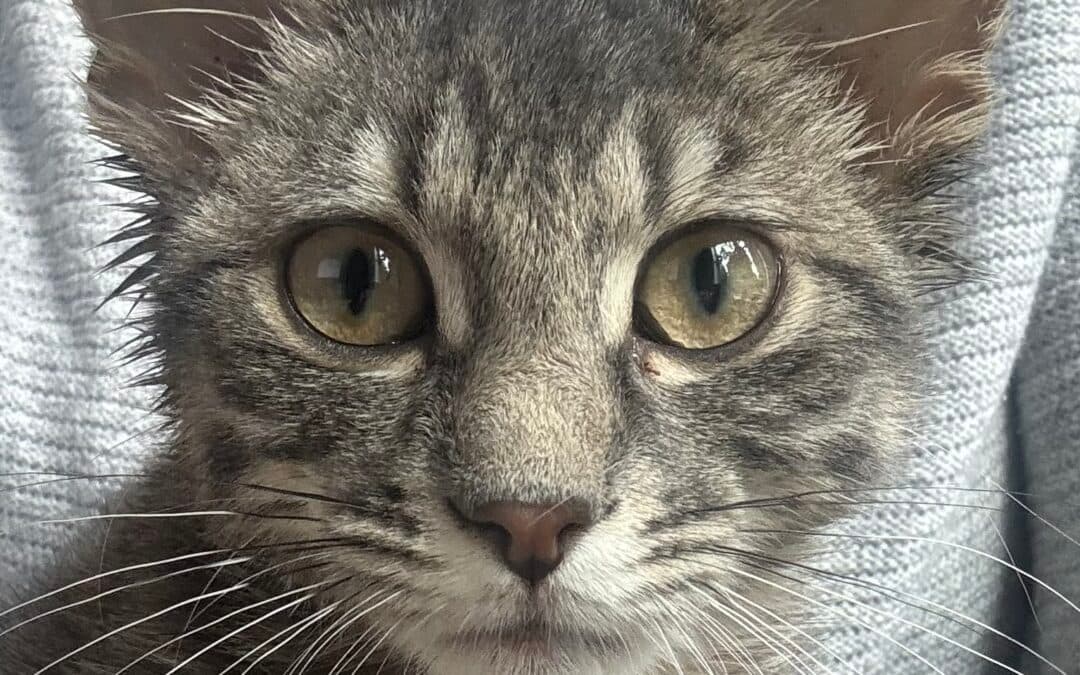 WILLY - Domestic Short Hair cat available for adoption at AARCS in Calgary (1 of 6)