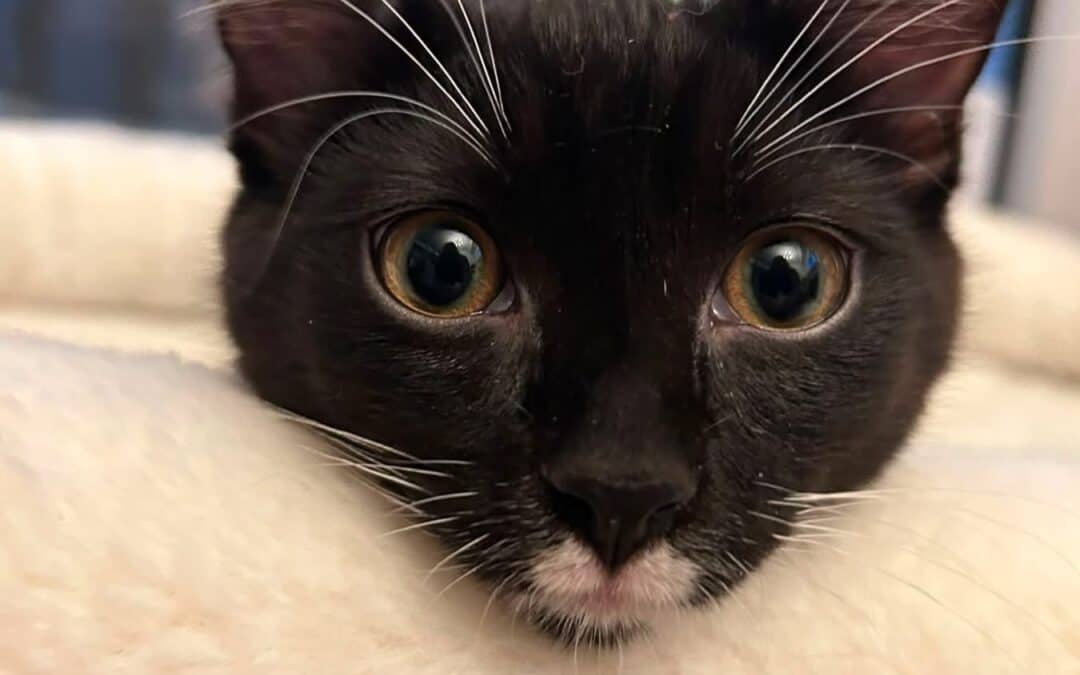 WRANGLER - Domestic Short Hair cat available for adoption at AARCS in Calgary (1 of 3)