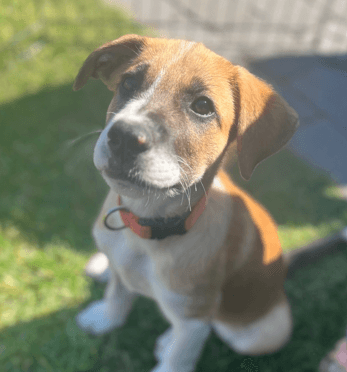 YETI - Border Collie Mixed available for adoption