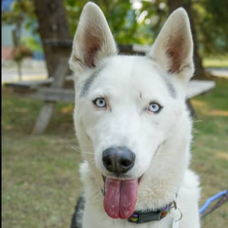 ZEUS - Siberian Husky Mixed available for adoption