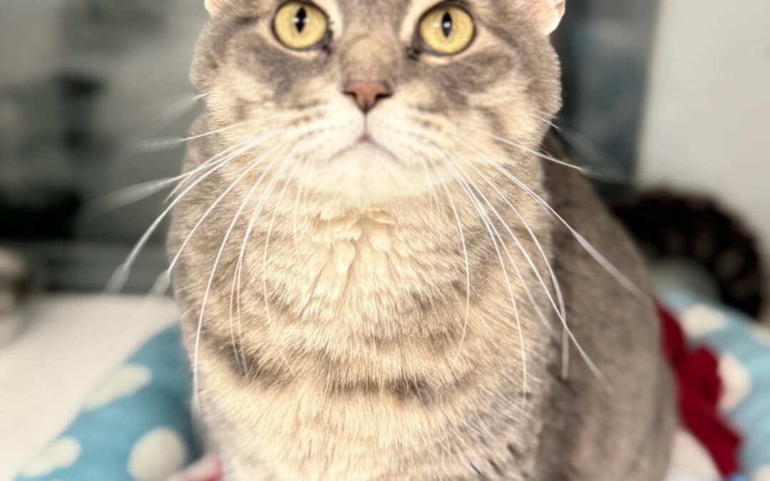 KAT - Domestic Short Hair available for adoption