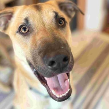 BRUNO - German Shepherd Mixed available for adoption at AARCS in Calgary