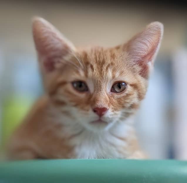 AMBER - Domestic Short Hair cat available for adoption at AARCS in Calgary (1 of 5)
