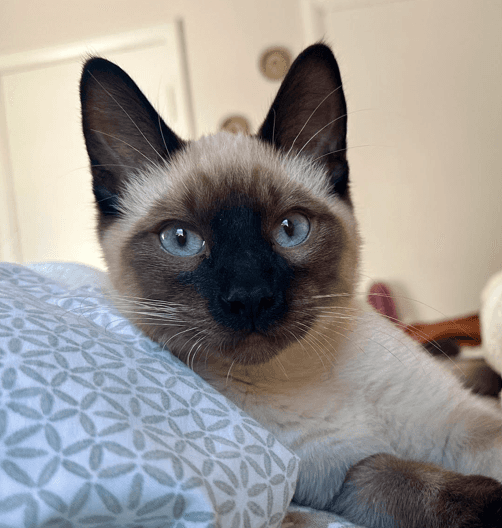 ARMANI - Siamese available for adoption