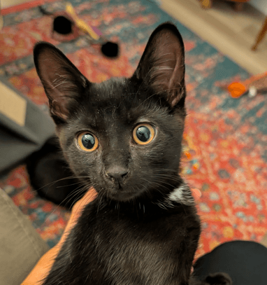 BERNIE - Domestic Short Hair cat available for adoption at AARCS in Calgary (1 of 6)