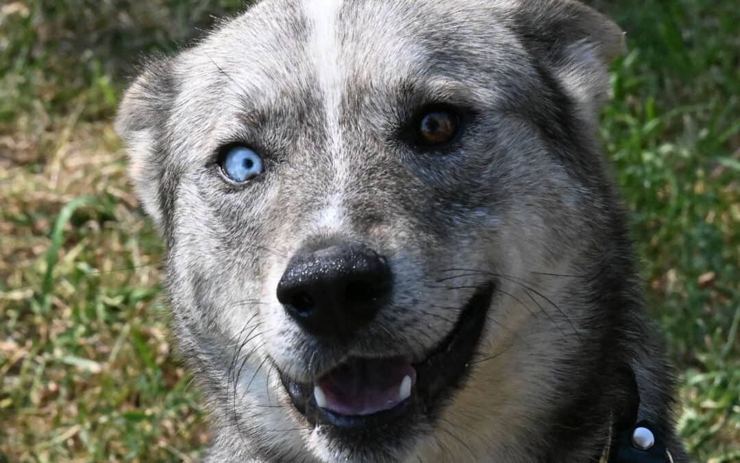BIGGIE - Siberian Husky Mixed available for adoption in Calgary