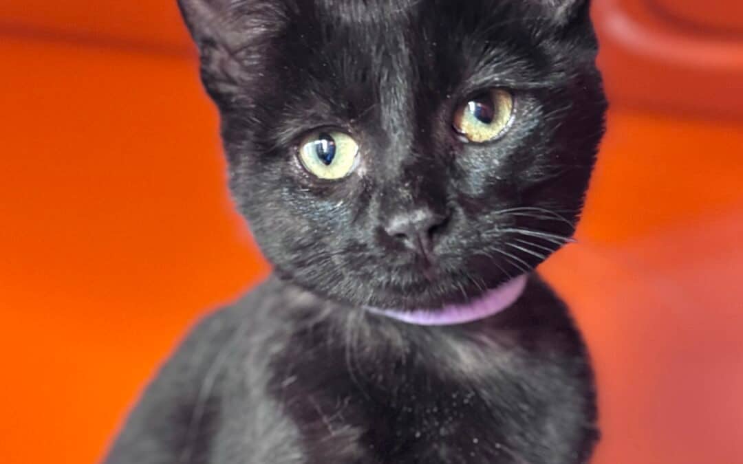 BONITA - Domestic Short Hair cat available for adoption at AARCS in Calgary (1 of 4)