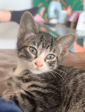 BOOTS - Domestic Short Hair cat available for adoption at AARCS in Calgary (1 of 6)