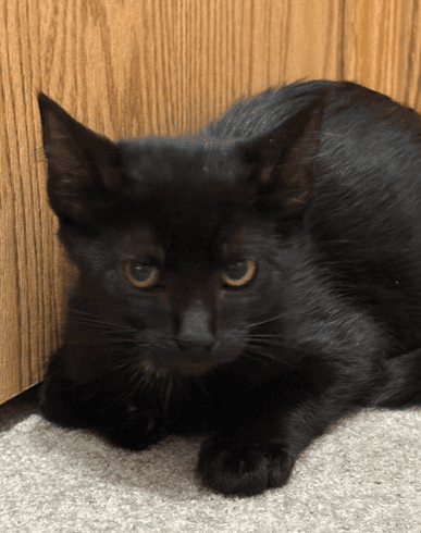 BRONCO - Domestic Short Hair cat available for adoption at AARCS in Calgary (1 of 4)