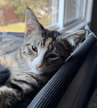 BRONTI - Domestic Short Hair cat available for adoption at AARCS in Calgary (1 of 3)