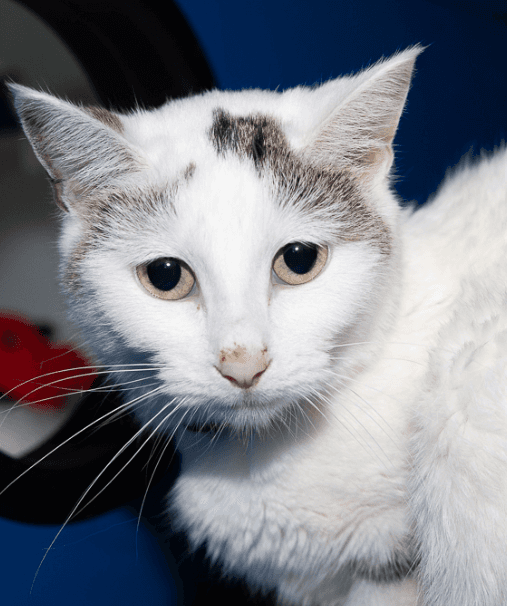 CASSIDY - Domestic Short Hair cat available for adoption at AARCS in Calgary (1 of 6)