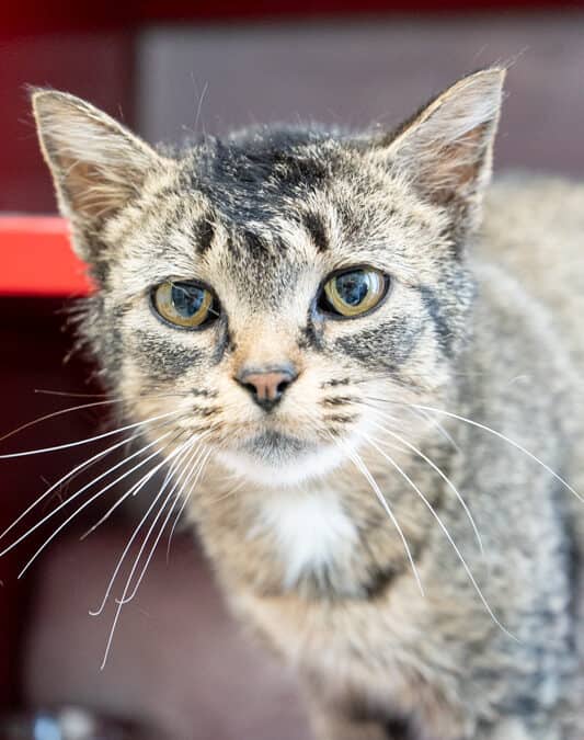 CELESTE - Domestic Short Hair cat available for adoption at AARCS in Calgary (1 of 5)