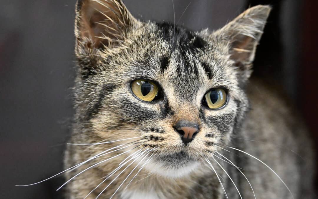 CELESTE - Domestic Short Hair available for adoption