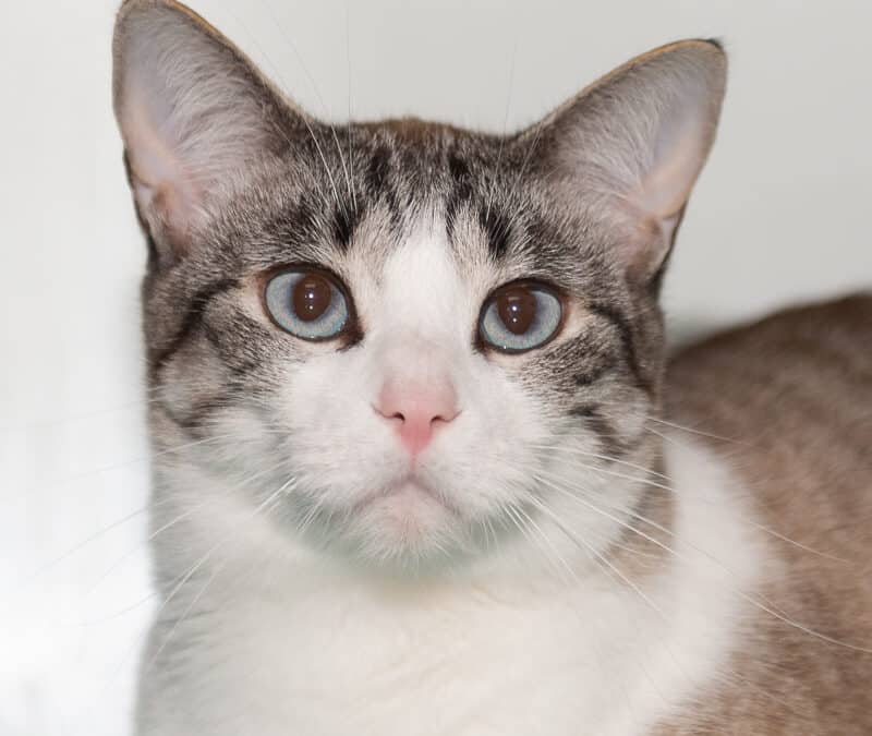 CHAMOMILE - Siamese cat available for adoption at AARCS in Calgary (1 of 3)