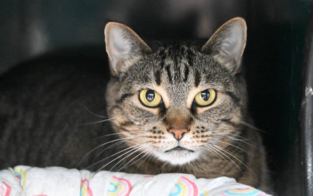 CHARA - Domestic Short Hair cat available for adoption at AARCS in Calgary (1 of 2)