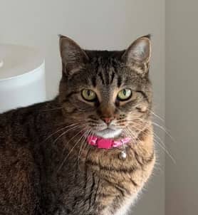 CHARA - Domestic Short Hair available for adoption