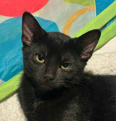 CHARGER - Domestic Short Hair cat available for adoption at AARCS in Calgary (1 of 3)