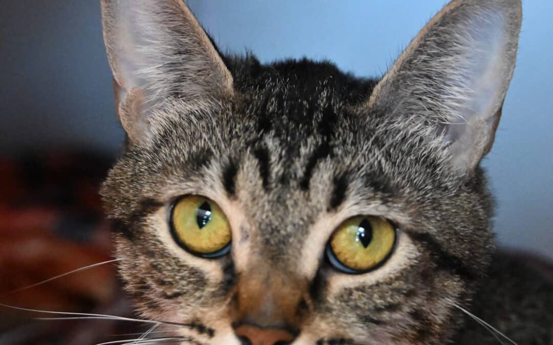 CHARLOTTE - Domestic Short Hair cat available for adoption at AARCS in Calgary (1 of 3)