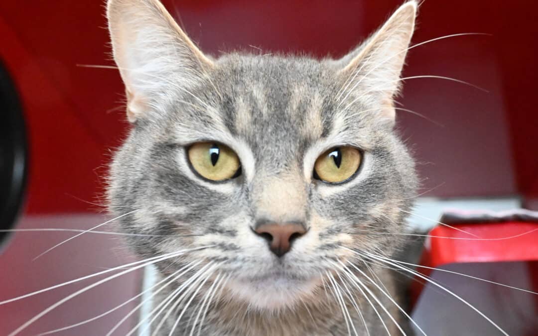 CHEYANNE - Domestic Short Hair cat available for adoption at AARCS in Calgary (1 of 5)