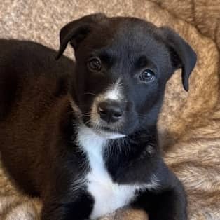 CORN DOG - Border Collie Mixed available for adoption in Alberta
