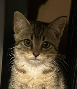 CORVETTE - Domestic Short Hair cat available for adoption at AARCS in Calgary (1 of 3)