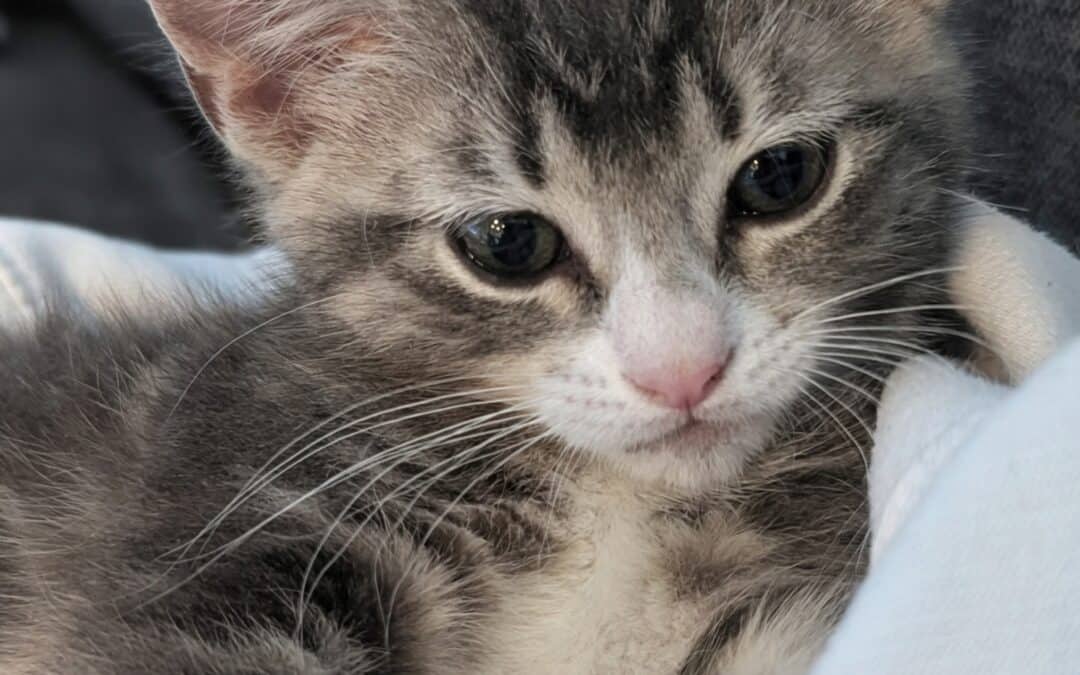 CRIA - Domestic Short Hair cat available for adoption in Calgary