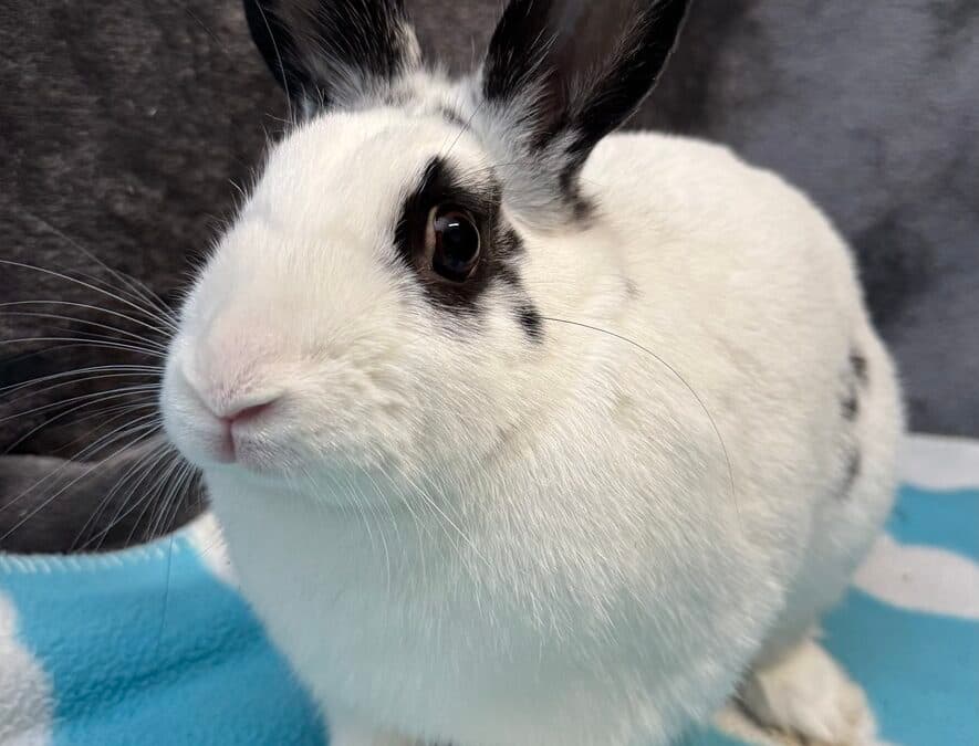 DAPHNE - English Spot available for adoption in Calgary