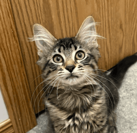 DELOREAN - Domestic Long Hair cat available for adoption at AARCS in Calgary (1 of 5)