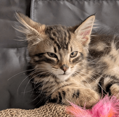 DUCATI - Domestic Medium Hair cat available for adoption at AARCS in Calgary (1 of 4)