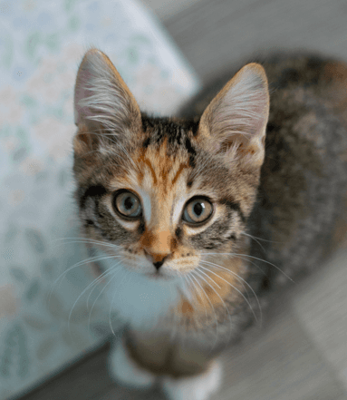 EMERSON - Domestic Short Hair cat available for adoption at AARCS in Calgary (1 of 5)