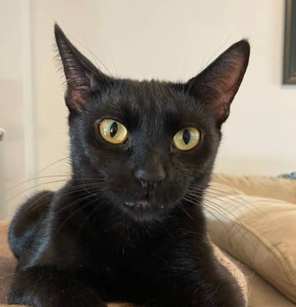 EMMY - Domestic Short Hair cat available for adoption at AARCS in Calgary (1 of 6)